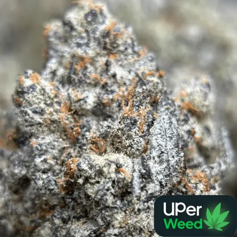 Amnesia Gold 6A+
