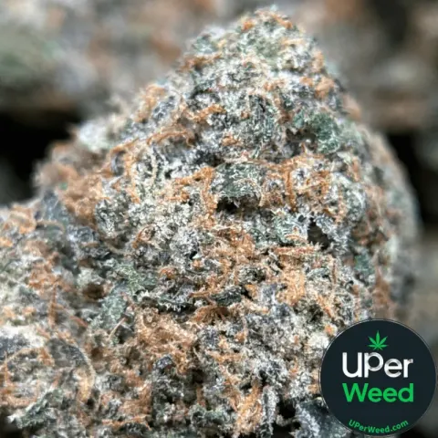 BC Alien Cream Cake