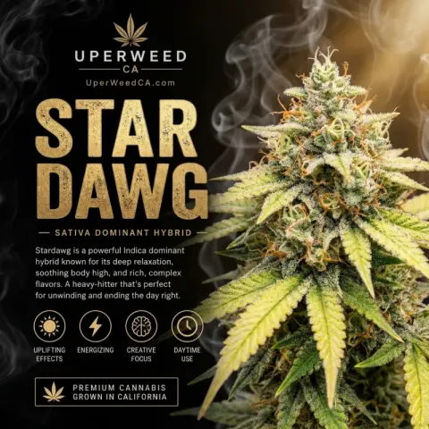 Stardawg