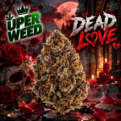 Dead Love