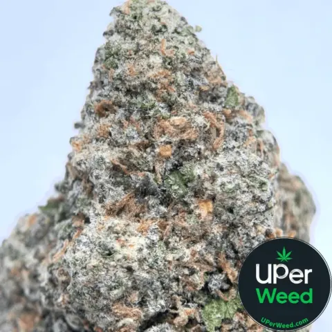 Black Ghost OG