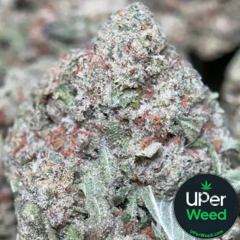 Honey Rock