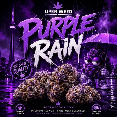 Purple Rain