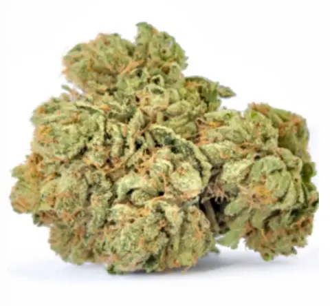 Jungle Cake