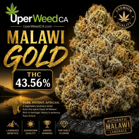 Malawi Gold