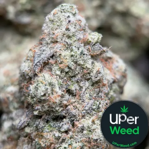 Phoenix Haze