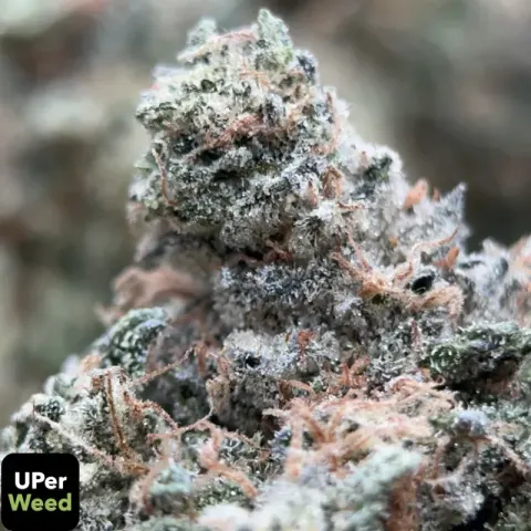 Pink Diesel