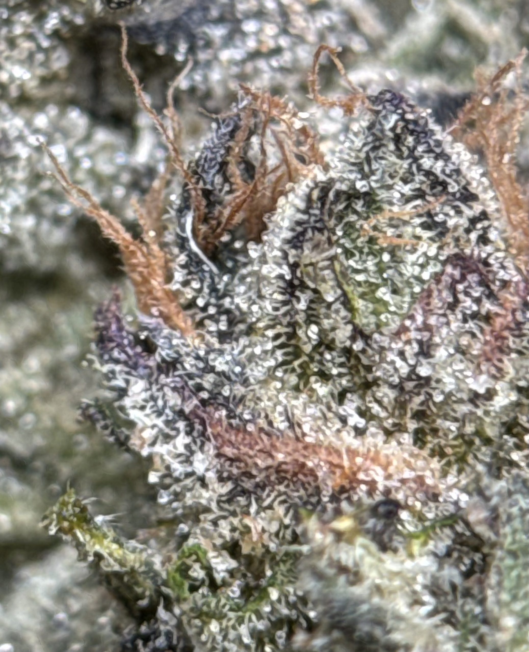 Super Stinky product image 5