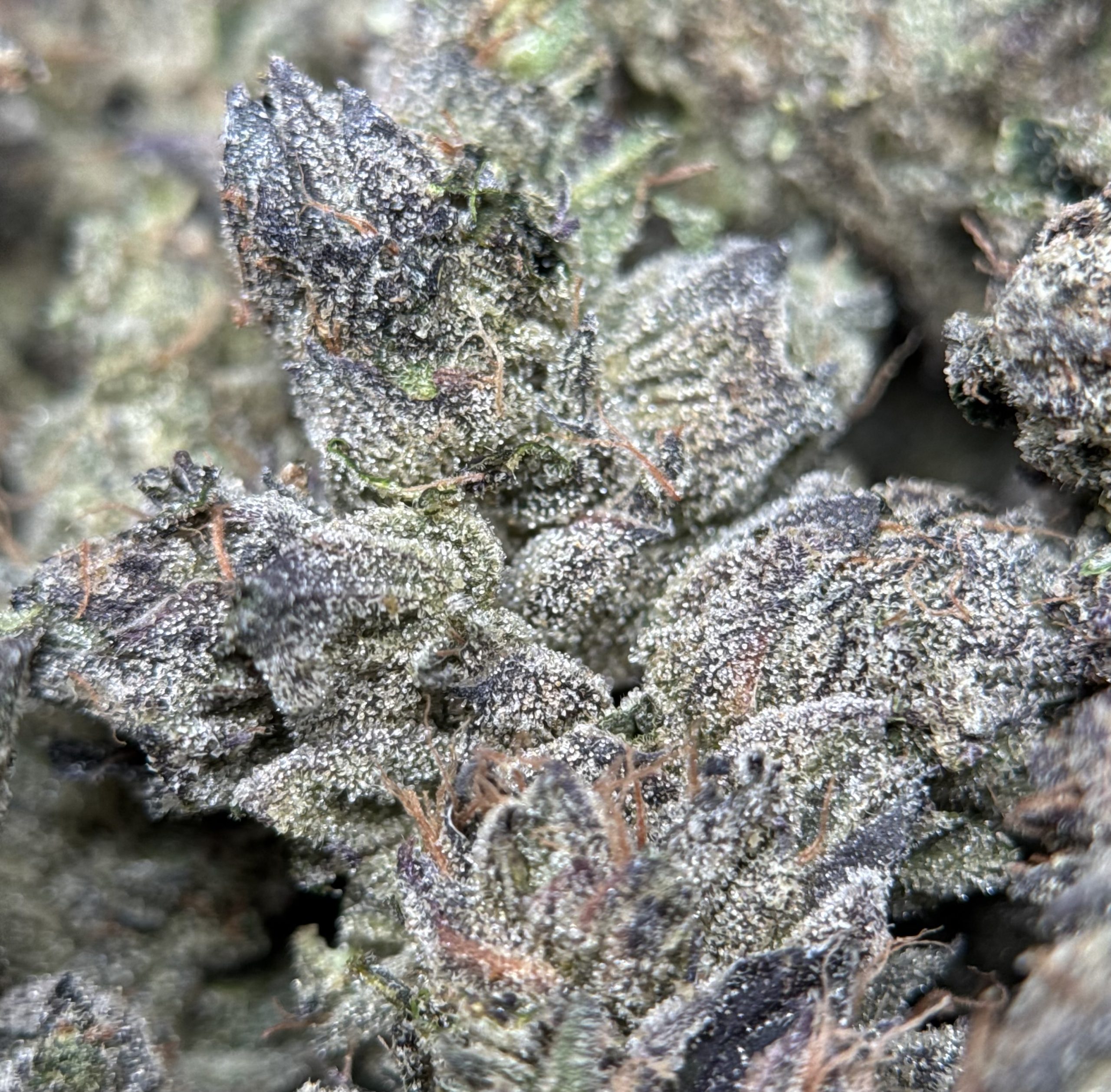 Super Stinky product image 4