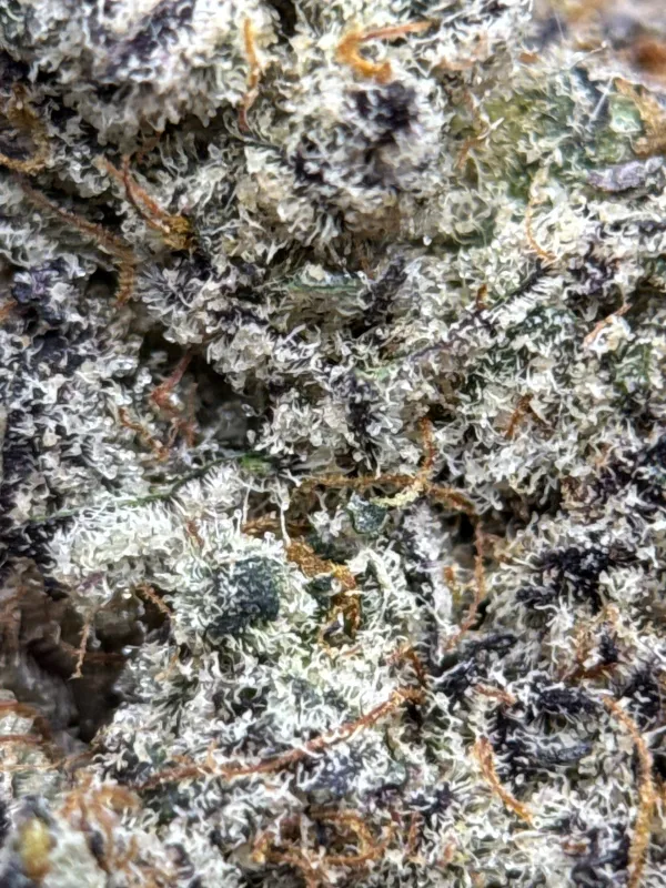 Amnesia Gold 6A+ product image 10