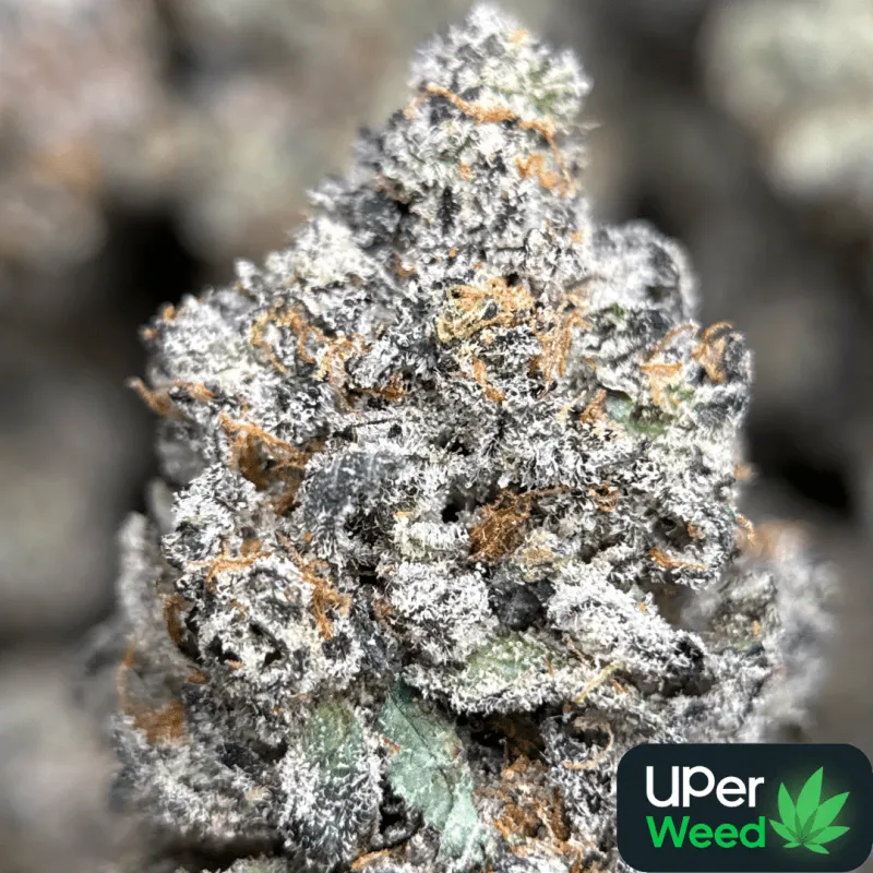 Amnesia Gold 6A+ product image 11