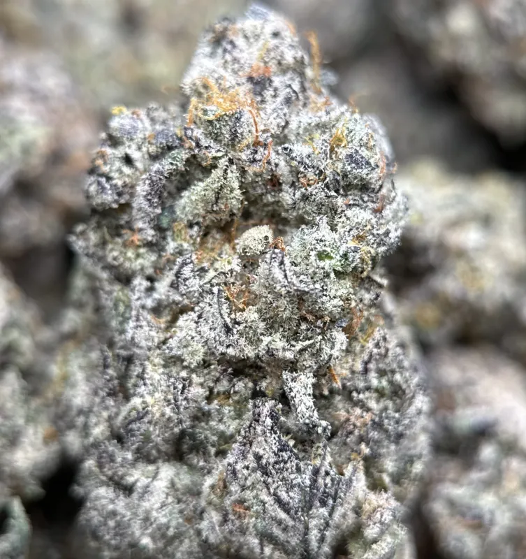 Amnesia Gold 6A+ product image 12