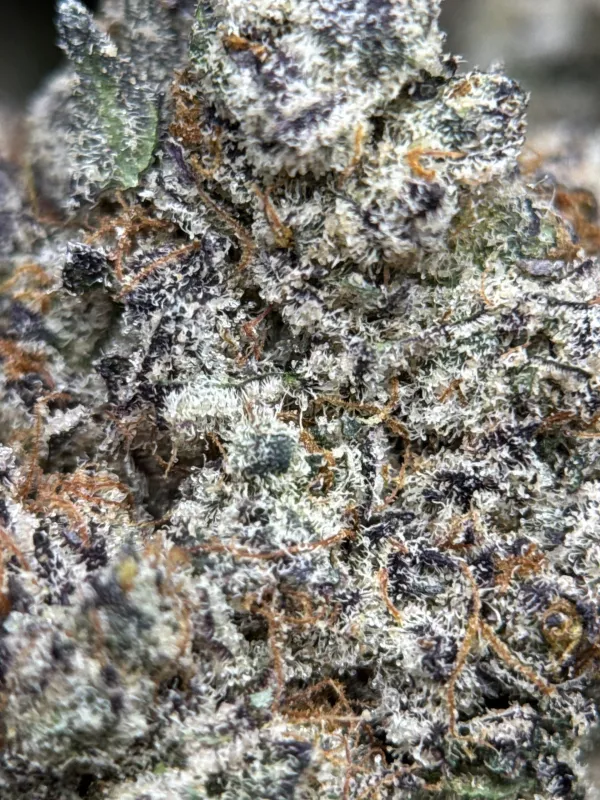 Amnesia Gold 6A+ product image 14