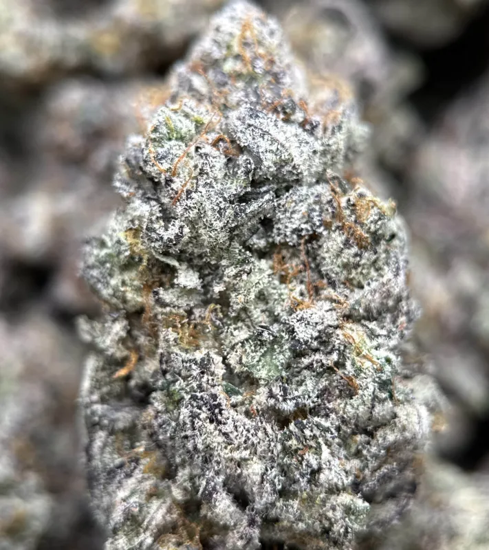 Amnesia Gold 6A+ product image 15