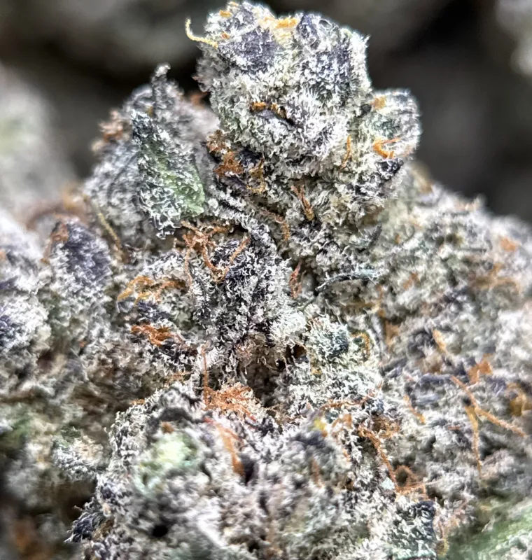 Amnesia Gold 6A+ product image 2