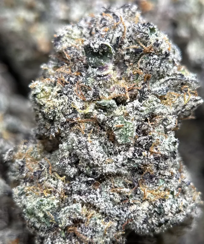 Amnesia Gold 6A+ product image 4