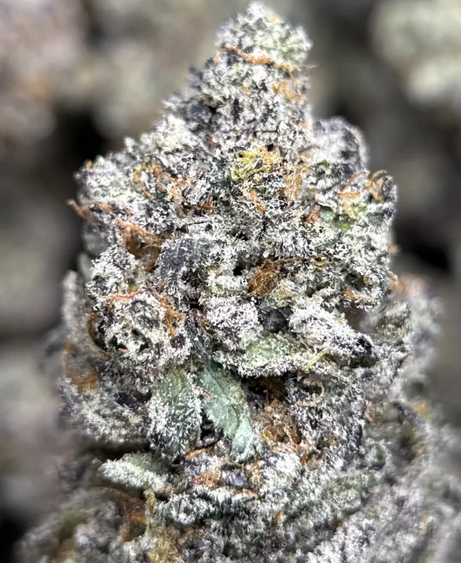 Amnesia Gold 6A+ product image 6
