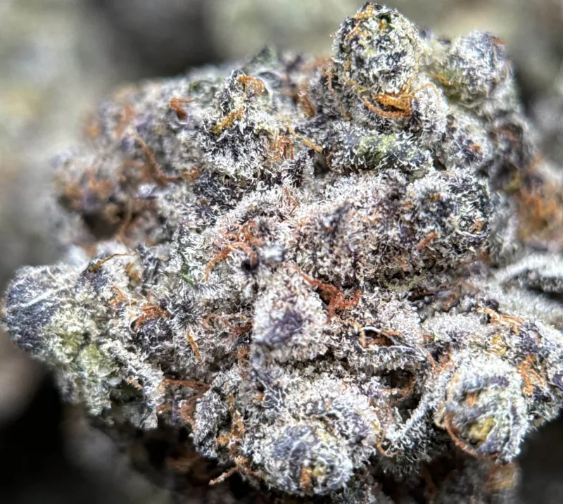 Amnesia Gold 6A+ product image 8