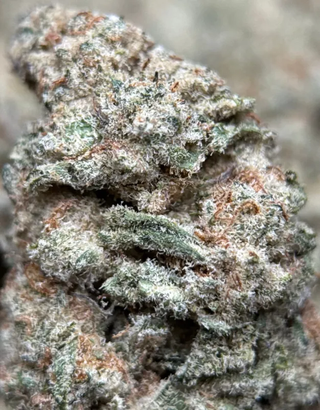 Astro Biscotti product image 2
