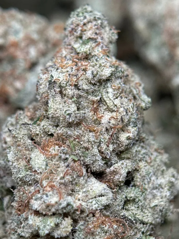 Astro Biscotti product image 7