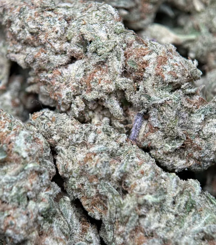 Astro Biscotti product image 9