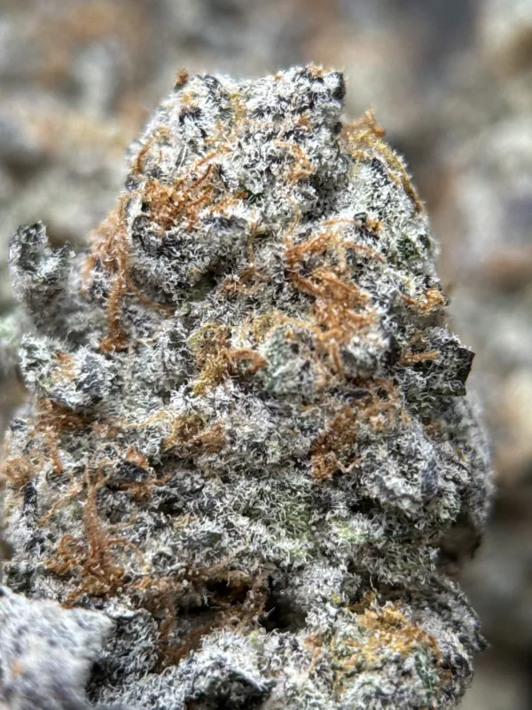 Astro Candy product image 2