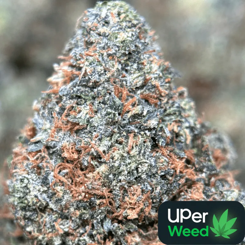 Astro Kush product image 1