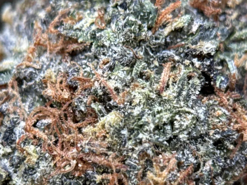 Astro Kush product image 4