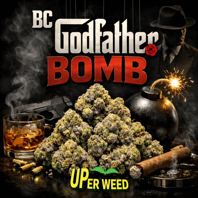BC Godfather Bomb AAAA+