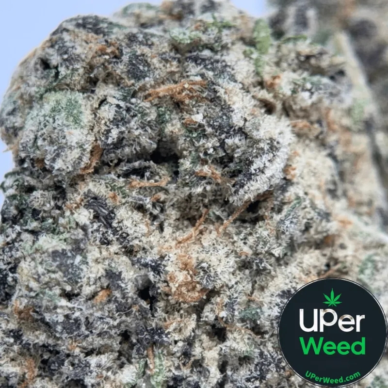 Blackberry Kush Marijuana Strain