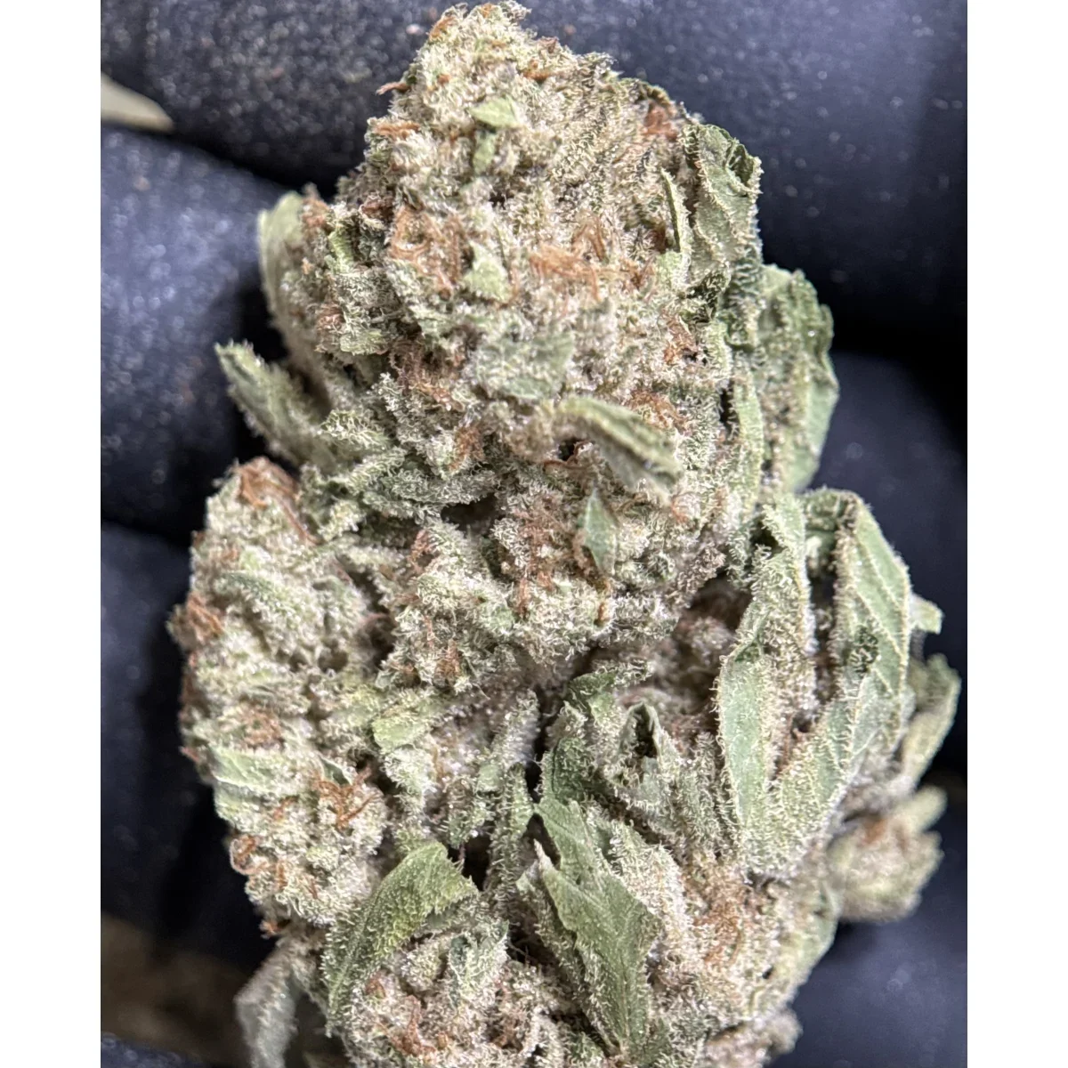 Pink Tuna Kush