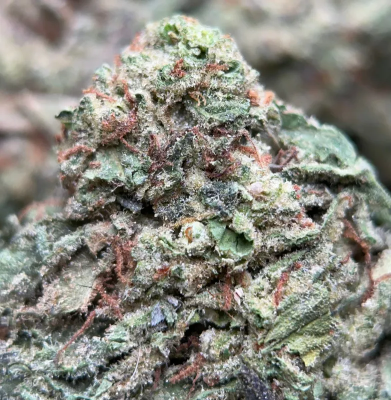 BC Pink Kush product image 6