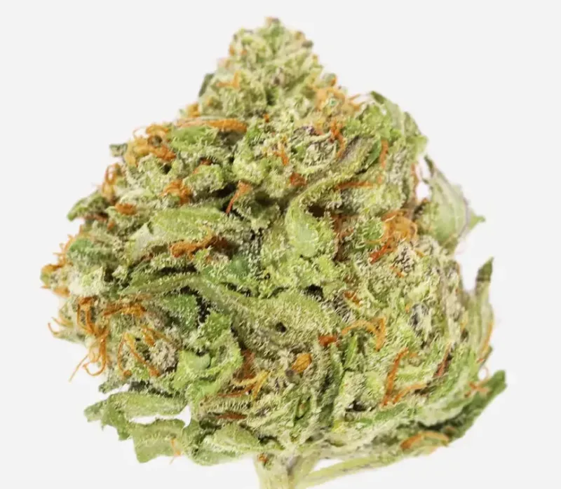 BC Big Bud product image