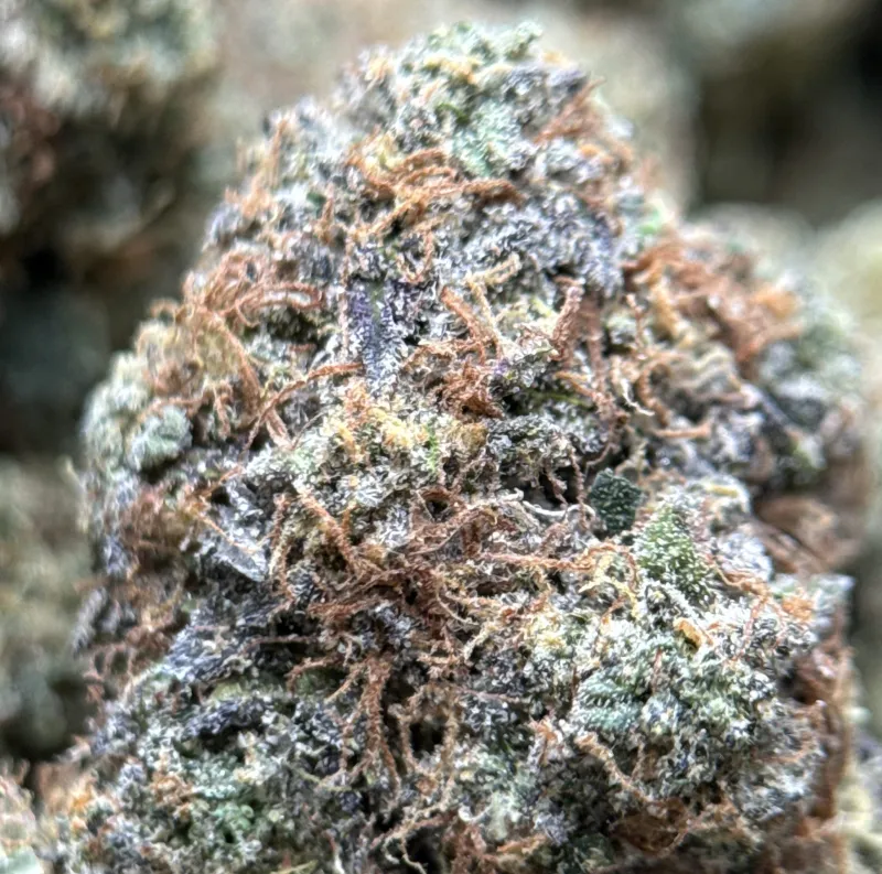 Death Under OG product image 6
