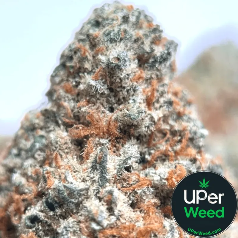 Death Walker OG