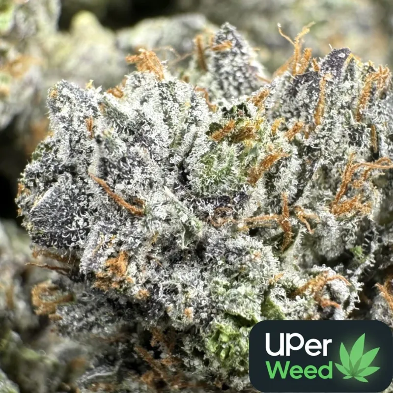 Island Pink Kush