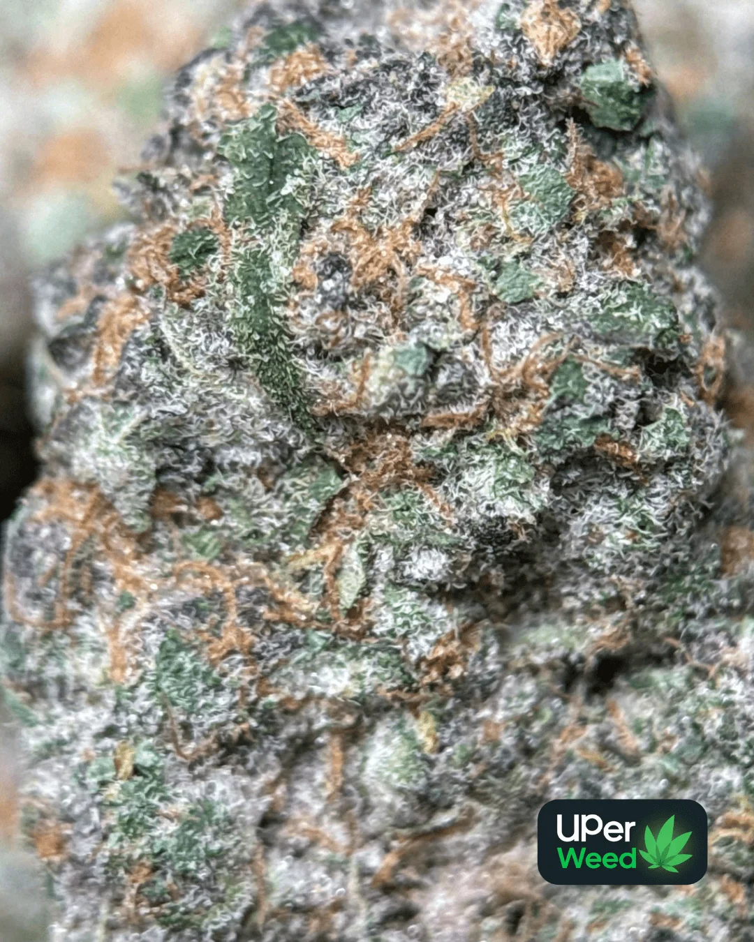 Lemonade Haze product image 2