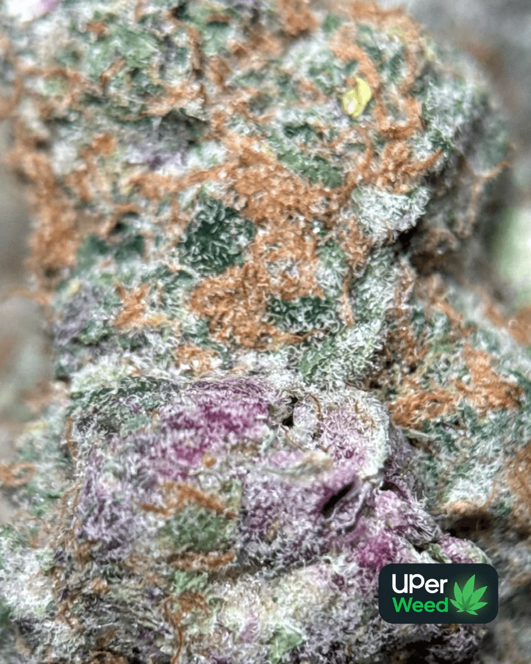 Lemonade Haze product image 3
