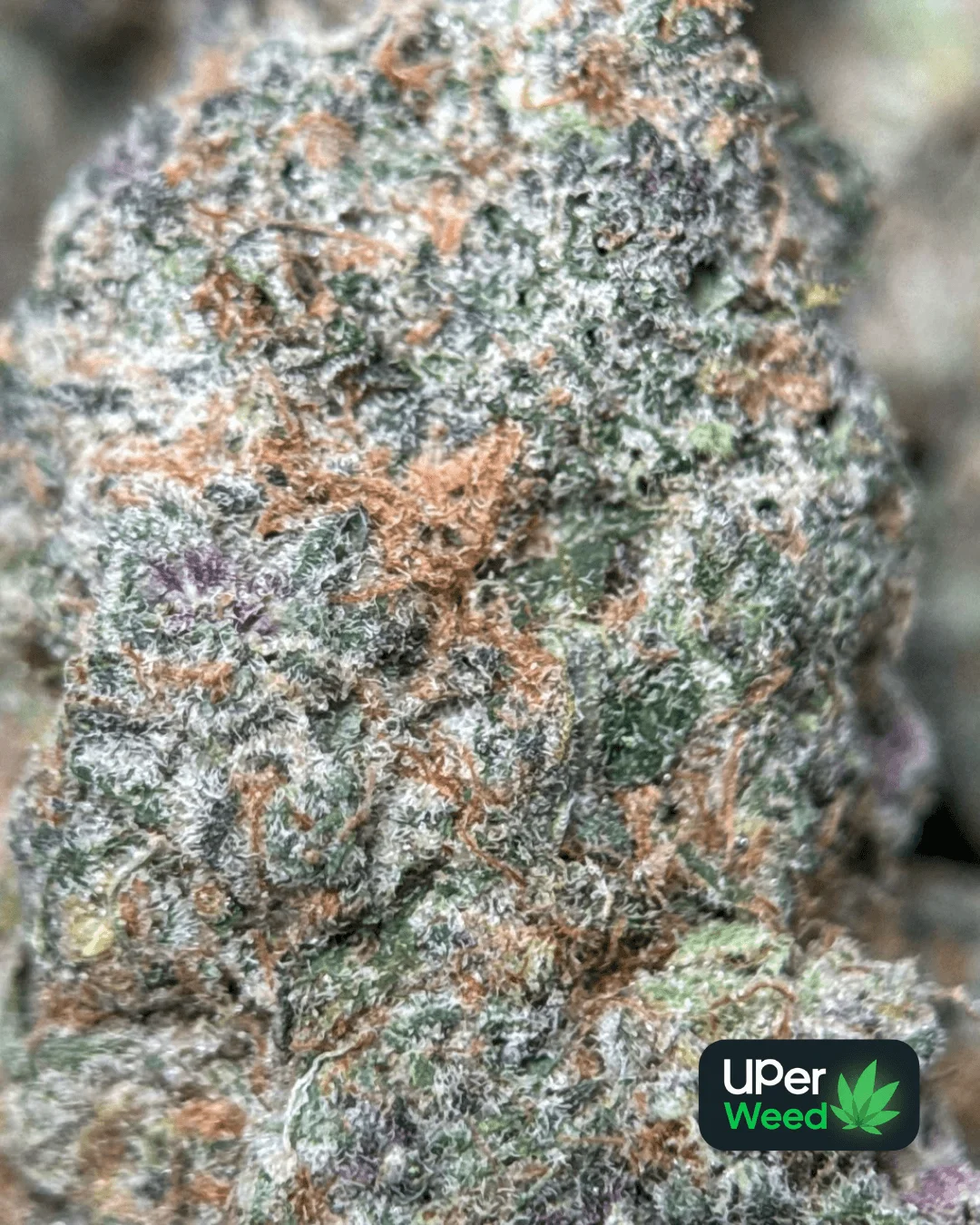 Lemonade Haze product image 4