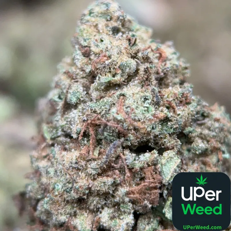Muffin Indica - 4Oz Bulk Deal for $200