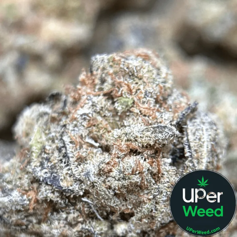 Popcorn Kush product image 1