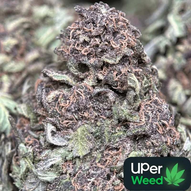 Purple Monster product image 2