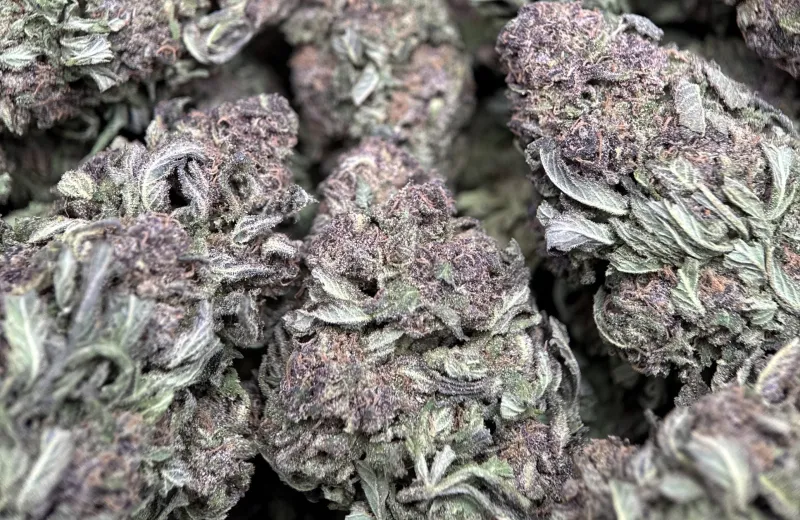 Purple Monster product image 5