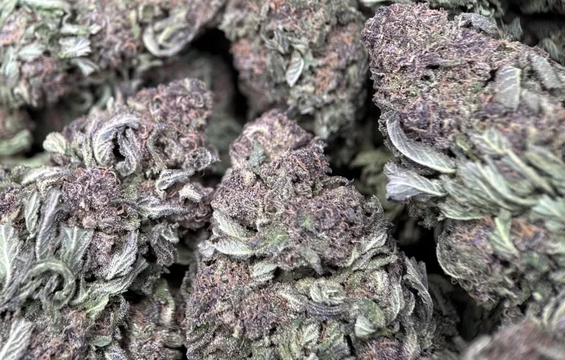 Purple Monster product image 6