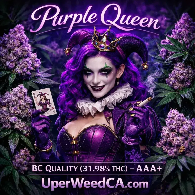Purple Queen product image 1