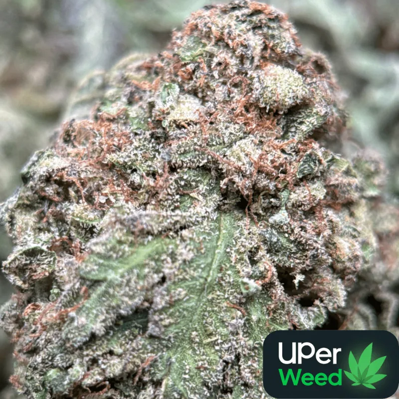Purple Snake product image 1