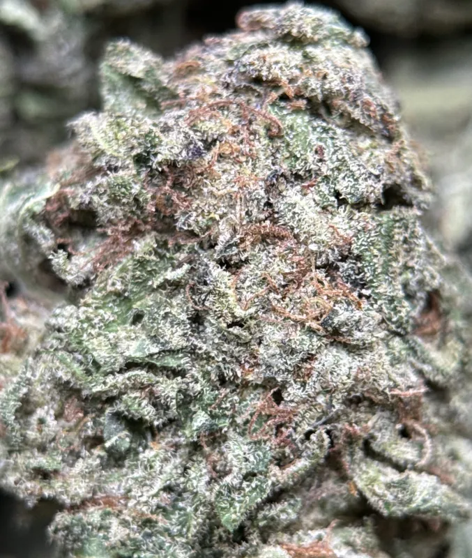Purple Snake product image 3