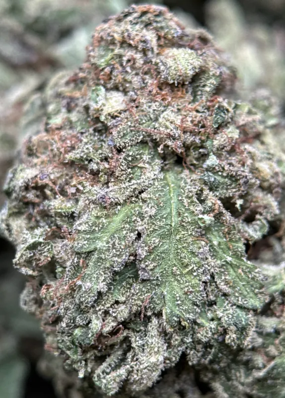 Purple Snake product image 4