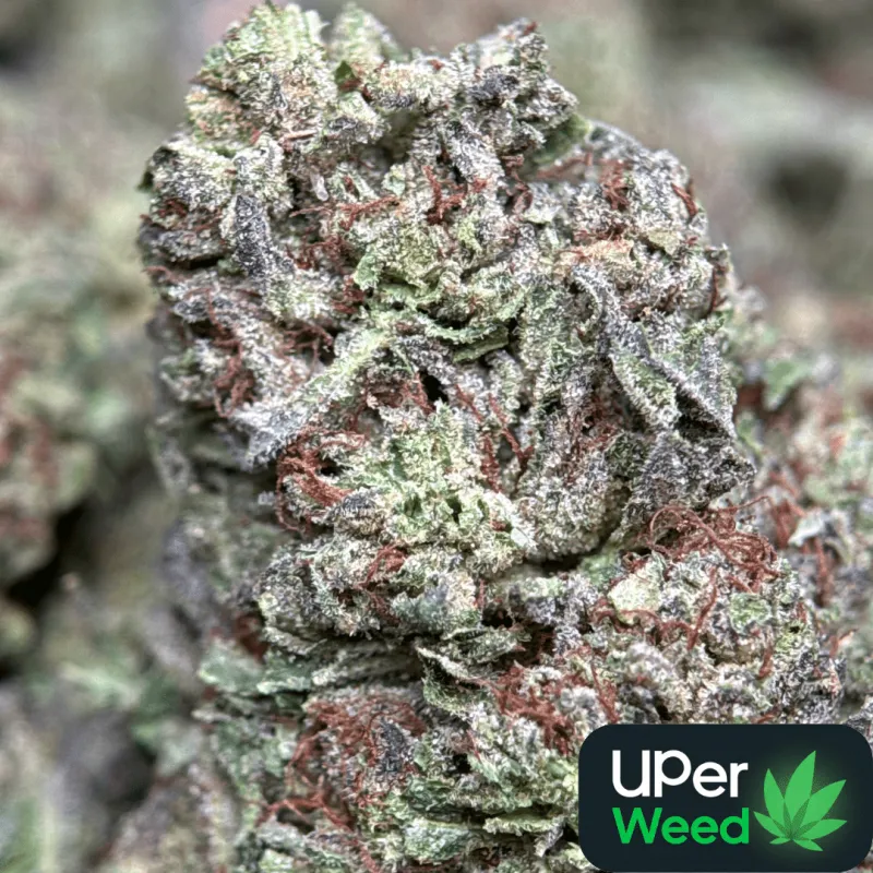 Ultra Pink product image 2