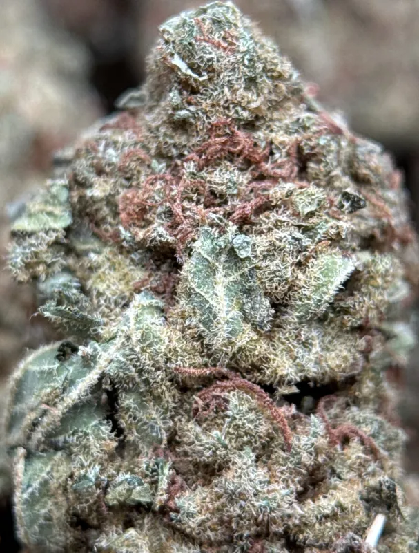 White Widow product image 5